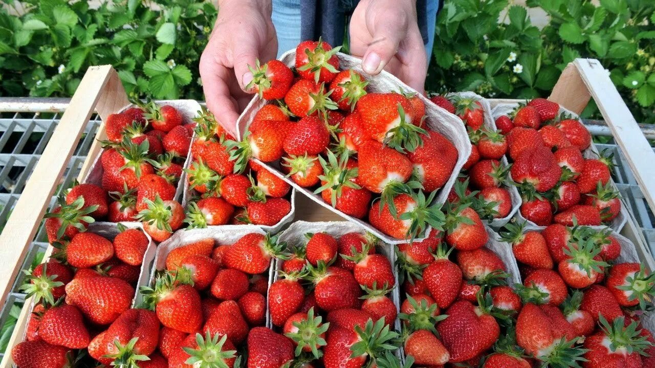За сколько продают землянику. Клубника на рынке. За сколько продают землянику. Объявление о продаже клубники пример. Турецкая клубника.