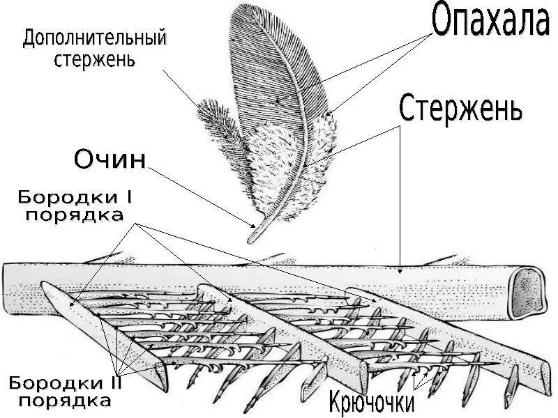 Рассмотрите набор перьев найдите среди них контурное. Схема строения опахала пера птицы. Схема строения опахала контурного пера у птиц. Схема опахало у птиц. Строение опахало у птиц.