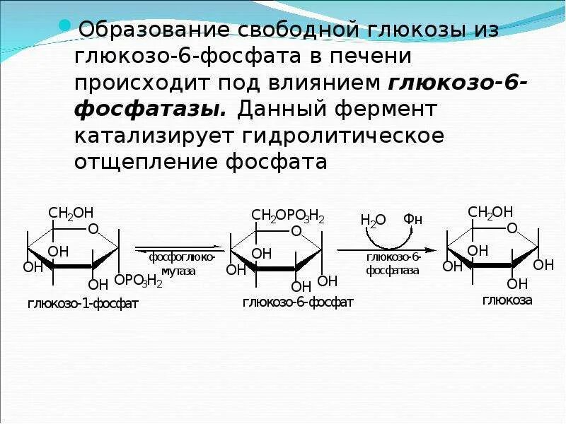 Образования глюкозы в печени