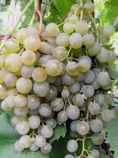 Виноград крас описание сорта