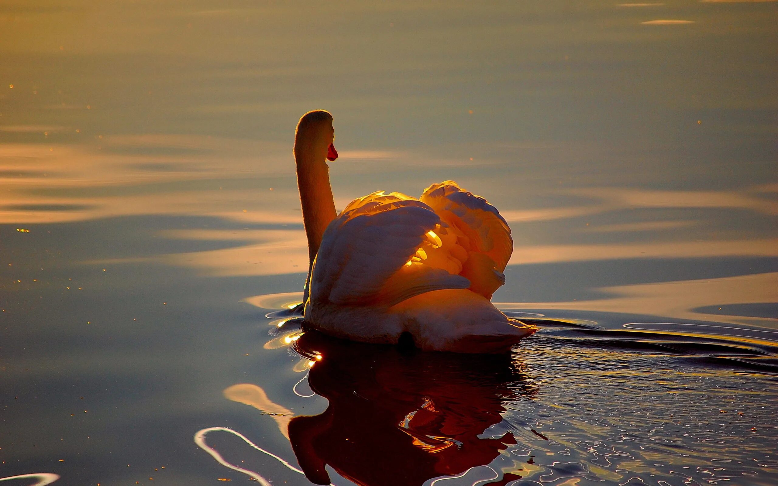 Необыкновенно приятный. Лебеди на озере. Лебеди на закате. Красивые картинки на рабочий стол. Лебеди в пруду.