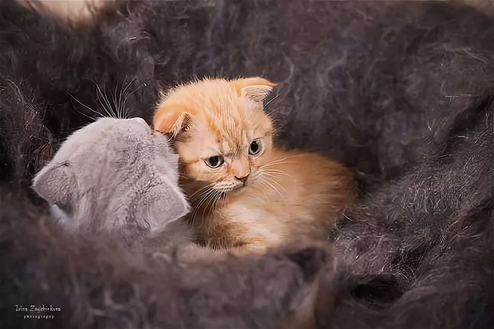 Котенок на руках. Фотографировать котят. Кошка фотографируется. Сфоткать кота. Красиво сфотатькотенка.