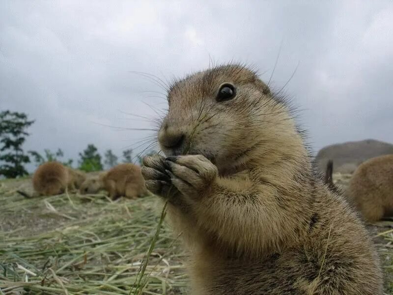 Команда суслик. Байбак Луговая собачка. Суслики. Милые суслики. Суслик фото.