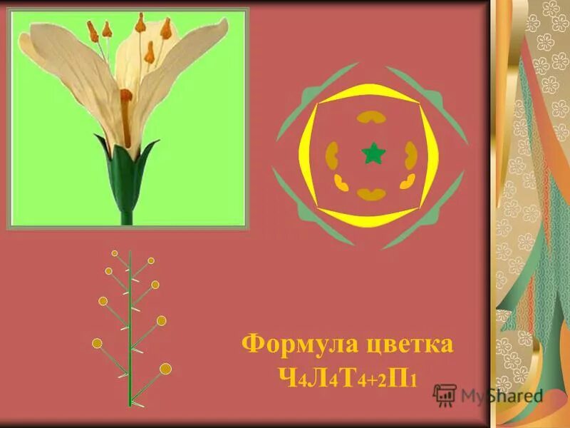 формула цветка капустных. ч5 л5 т п1 формула цветка семейства. крестоцветные чашелистики. крестоцветные: формула цветка ч4 л4 т4+2 п1 плод-стручок, стручочек. крестоцветные цветки формула цветка.