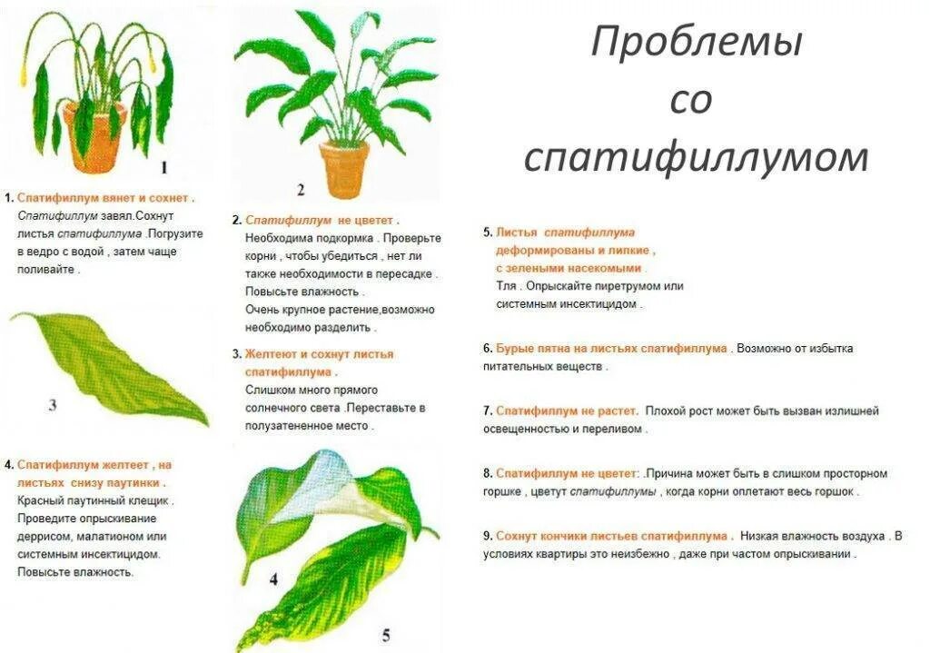 Спатифиллум можно держать. Спатифиллум строение растения. Спатифиллум обильноцветущий размножение. Спатифиллум размножение черенкованием. Спатифиллум укоренение черенков.