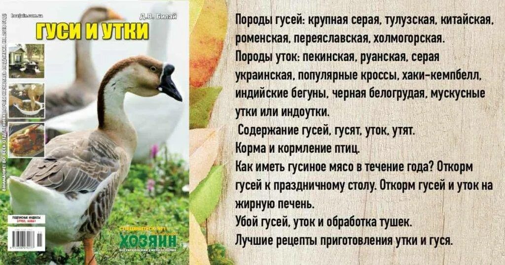 Утка гусь содержание. Разница уток и гусей. Как отличить гуся от утки. Отличие гусей от уток. Как отличить утку от гуся.