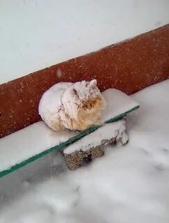 Холодно ли кошкам зимой на улице