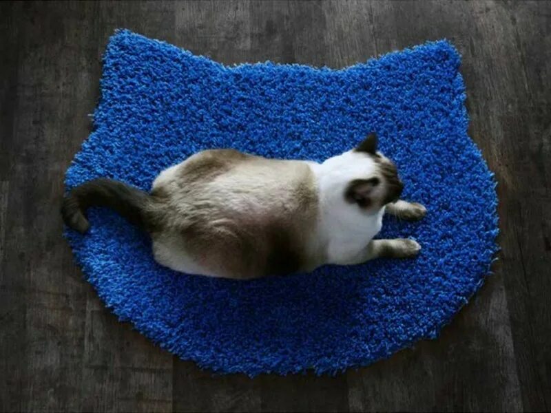 Коврик для кота. Коты на коврике. Кот на ковре. Животные на ковре