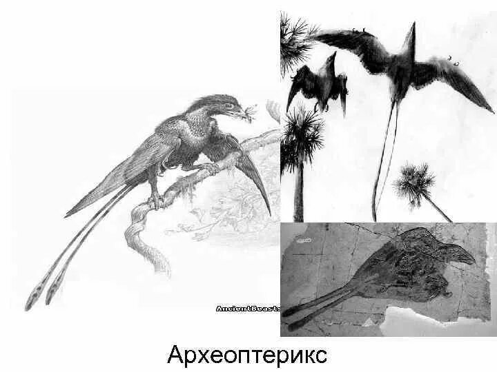 Зденек Буриан Археоптерикс. Археоптерикс строение. Археоптерикс скелет. Археоптерикс реконструкция. На рисунке изображена реконструкция археоптерикса