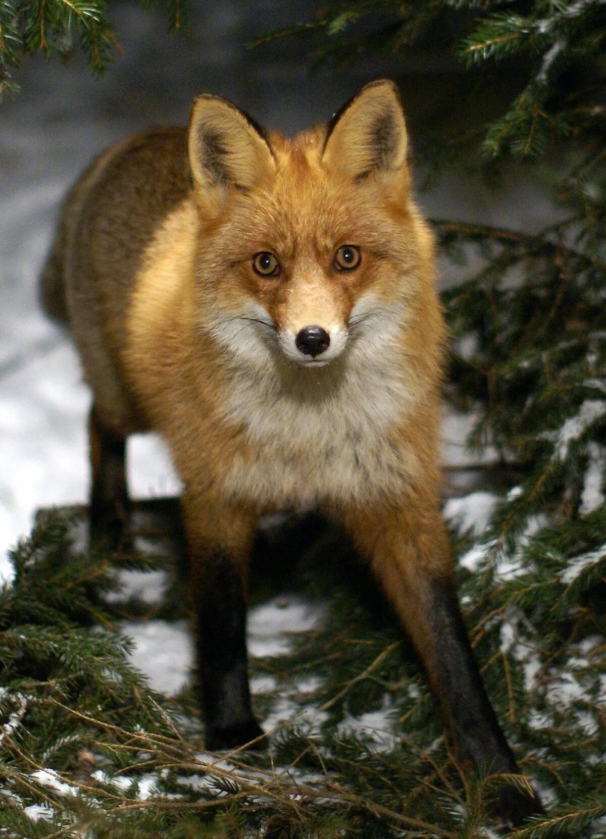 енот и лиса. лиса арт. арктическая лиса рыжая. лиса на дереве. лисы зимой.
