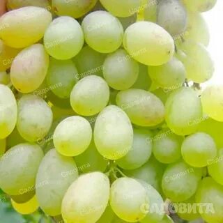 Кишмиш бесподобный