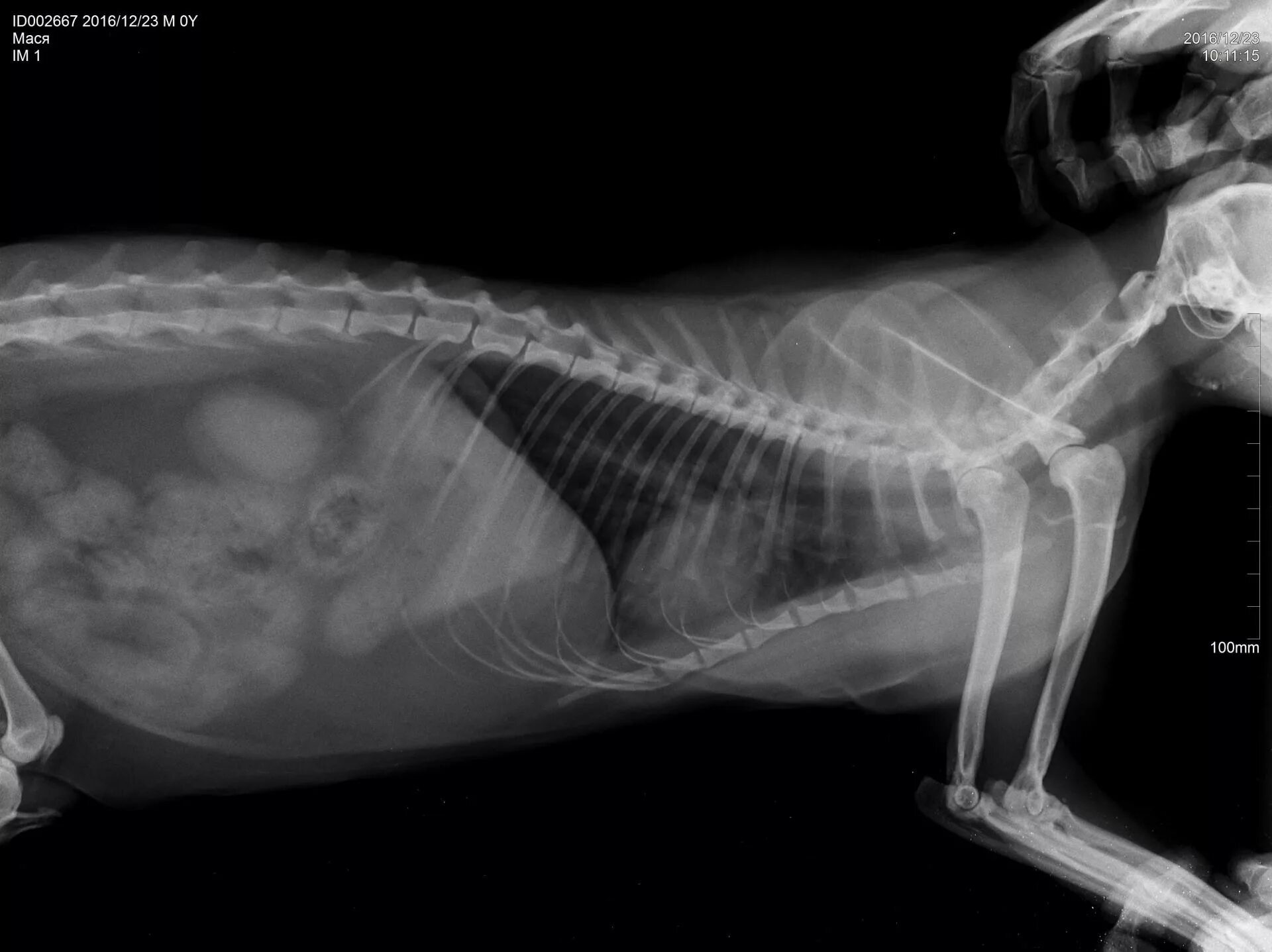 Печень кота. Перитонит на рентгене брюшной полости. Рентген брюшной полости собаки. Рентген брюшной полости кота. Вирусный перитонит кошек рентген.