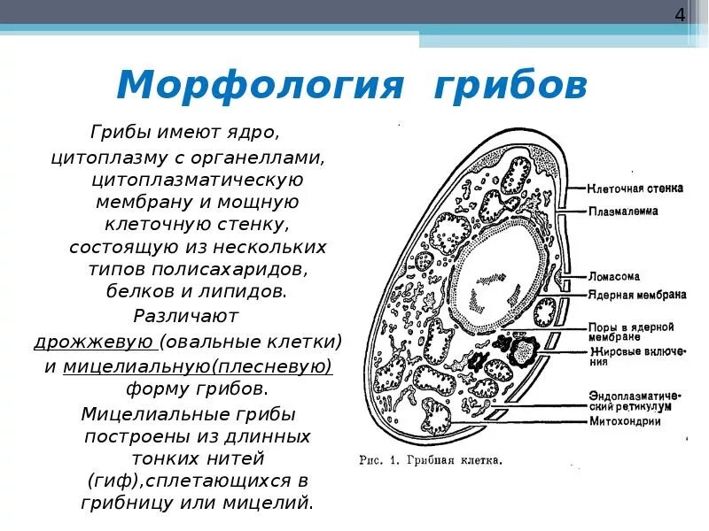 В клетках грибов есть ядро. Мембранные органоиды клетки грибов. Строение грибной клетки биология. Строение грибной клетки ЕГЭ. Строение грибной клетки клетки.