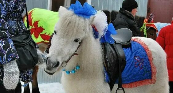 верблюд и пони. человек на верблюде. верблюд и коза. верблюд в костюме санта клауса. верблюд и пони.