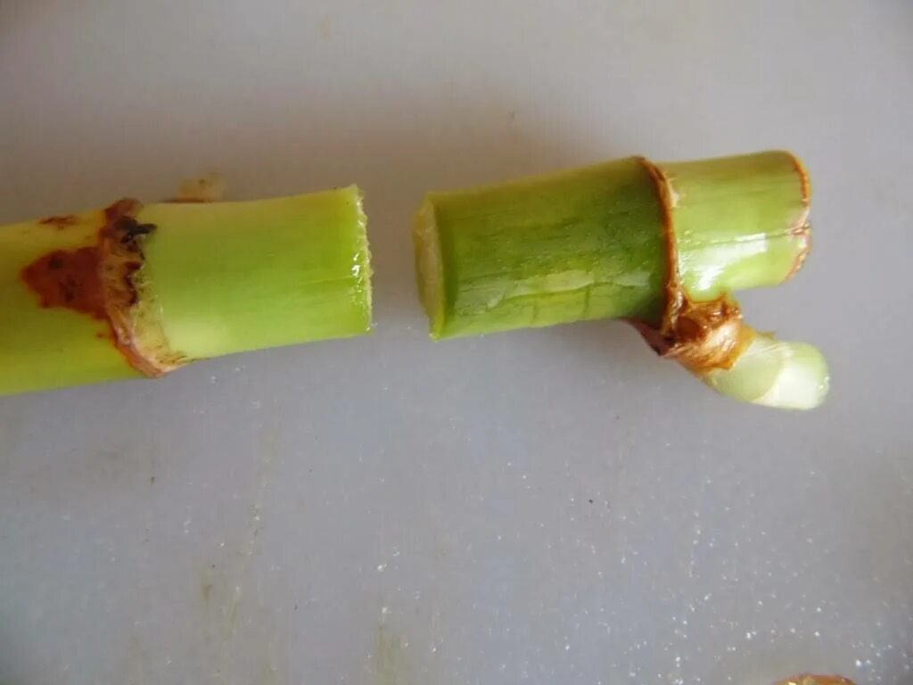 Бамбук драцена сандера размножение. Черенки драцены сандера. Драцена сандера черенкование. Размножение бамбука. Размножение бамбука.