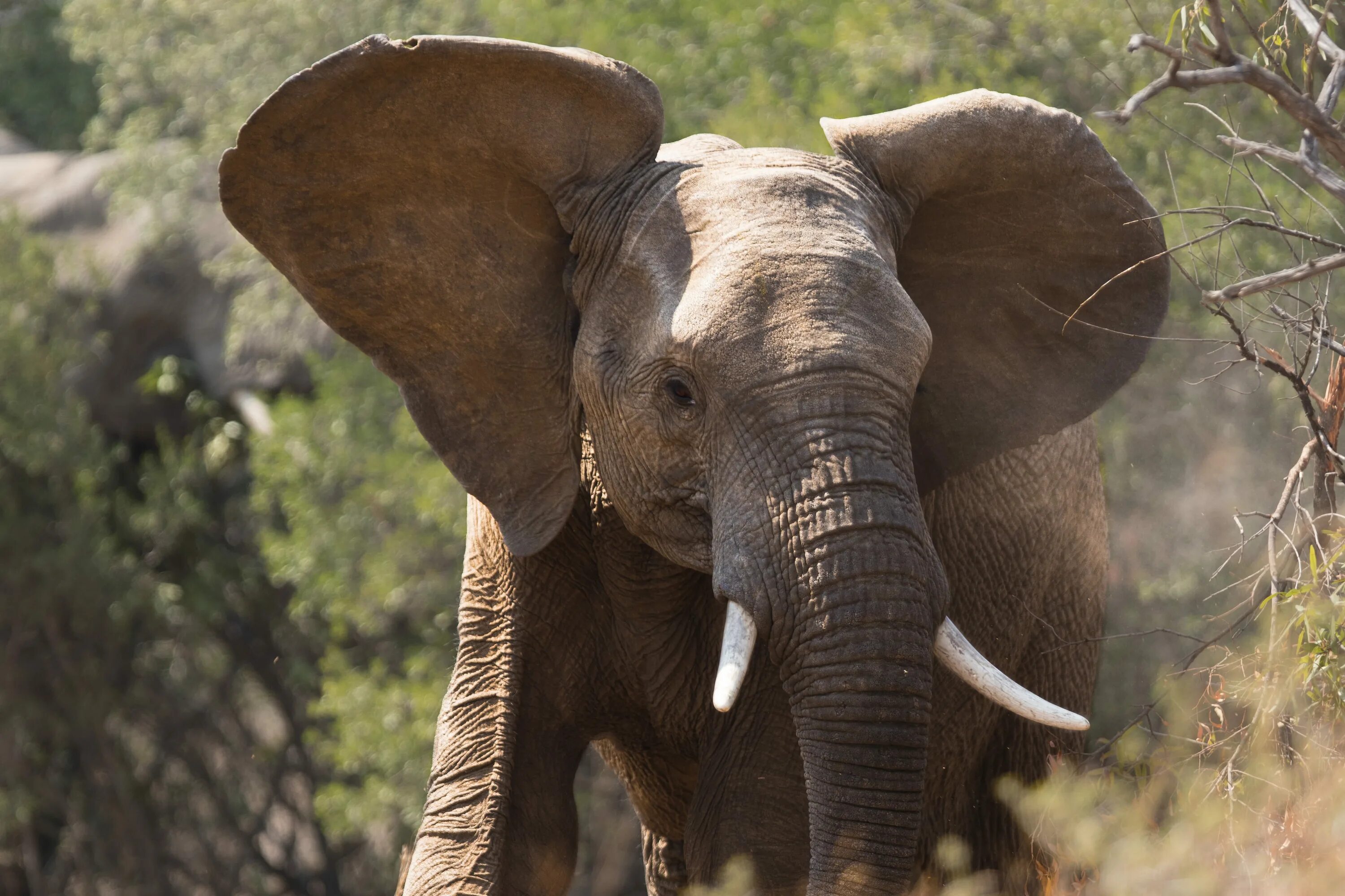 Elephant s ear. Доброжелательный слон. Слон альбинос. Elephant s ear. Слоновый бивень.
