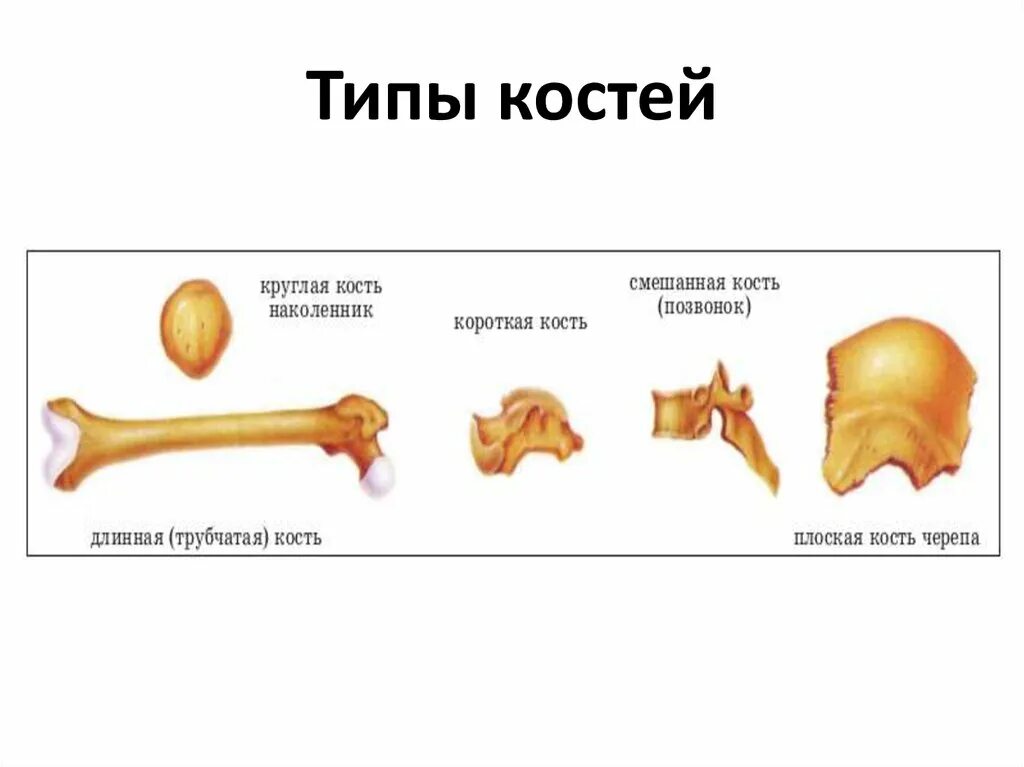 Какой тип костей. Типы костей губчатые трубчатые. Смешанные кости человека. Типы костей человека таблица. Форма костей смешанная.