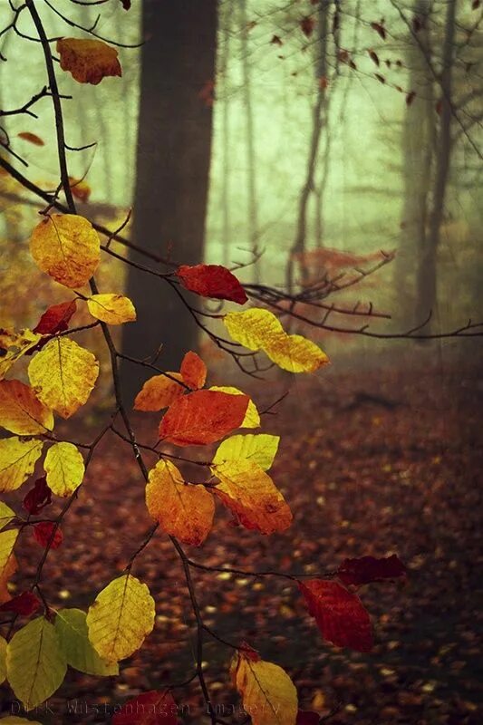 By autumn i. By autumn i