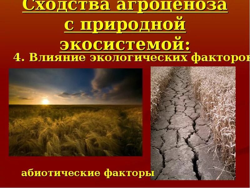 Какие факторы влияют на экосистему. Сходства агроценоза с природной экосистемой. Природные экосистемы. Природная экосистема и агроценоз. Природные экосистемы презентация.