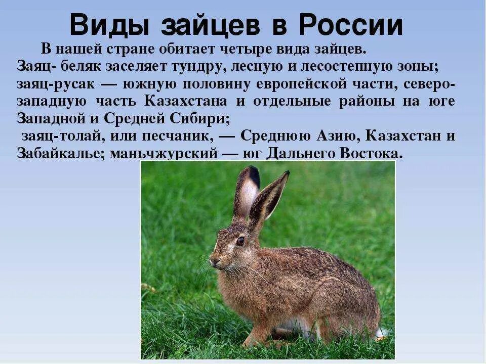 Зайцы сайт омск. Заяц Беляк толай и Русак. Виды Зайцев в России. Какие бывают зайцы виды. Заяц с названием.