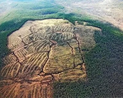 Древесина сибири