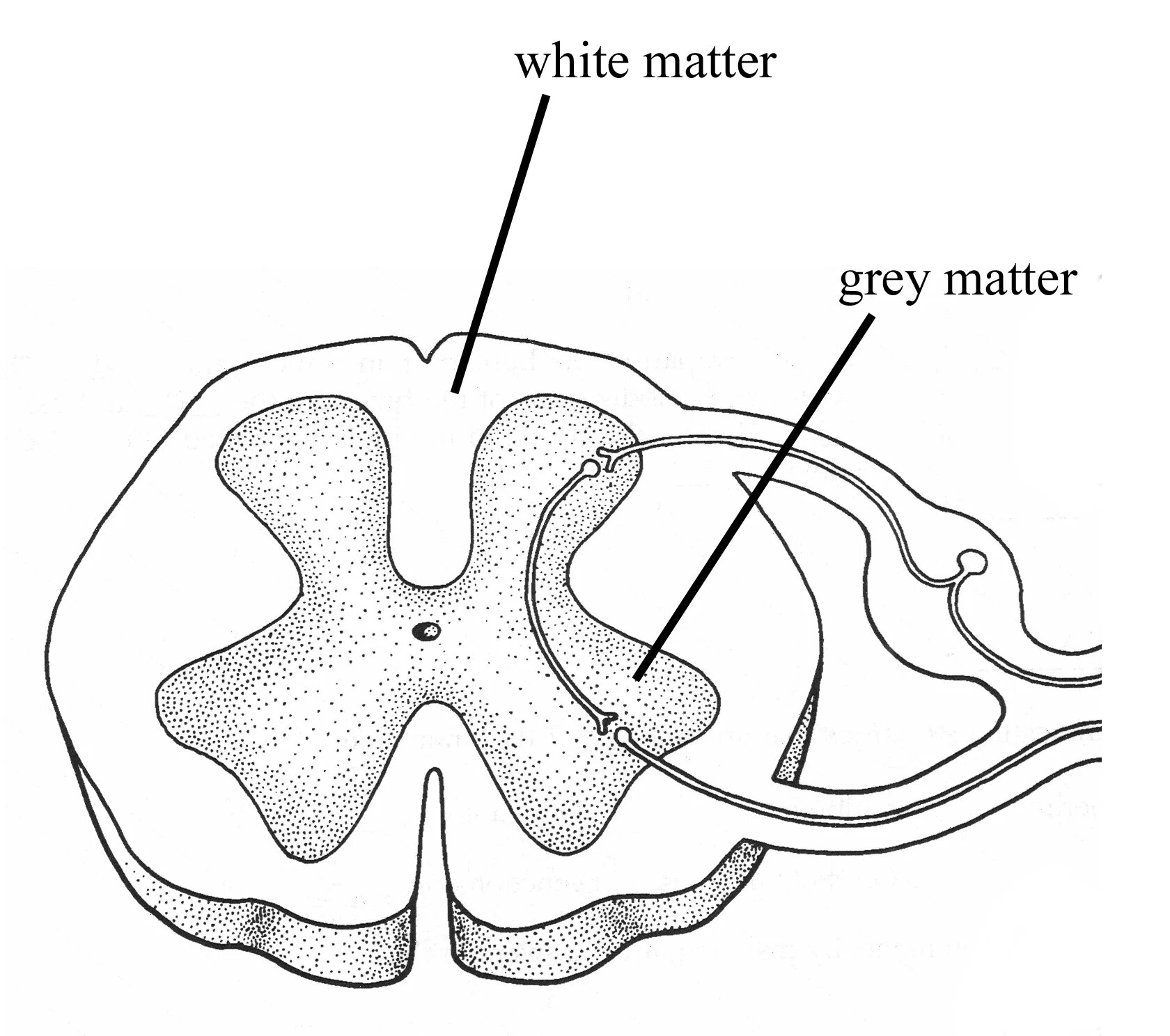 Какую функцию выполняет серое вещество мозга. Серое и белое вещество спинного мозга. Расположение и структура белого и серого вещества спинного мозга. Структура белого вещества спинного мозга. Спинной мозг; строение белого и серого вещества на поперечном разрезе.