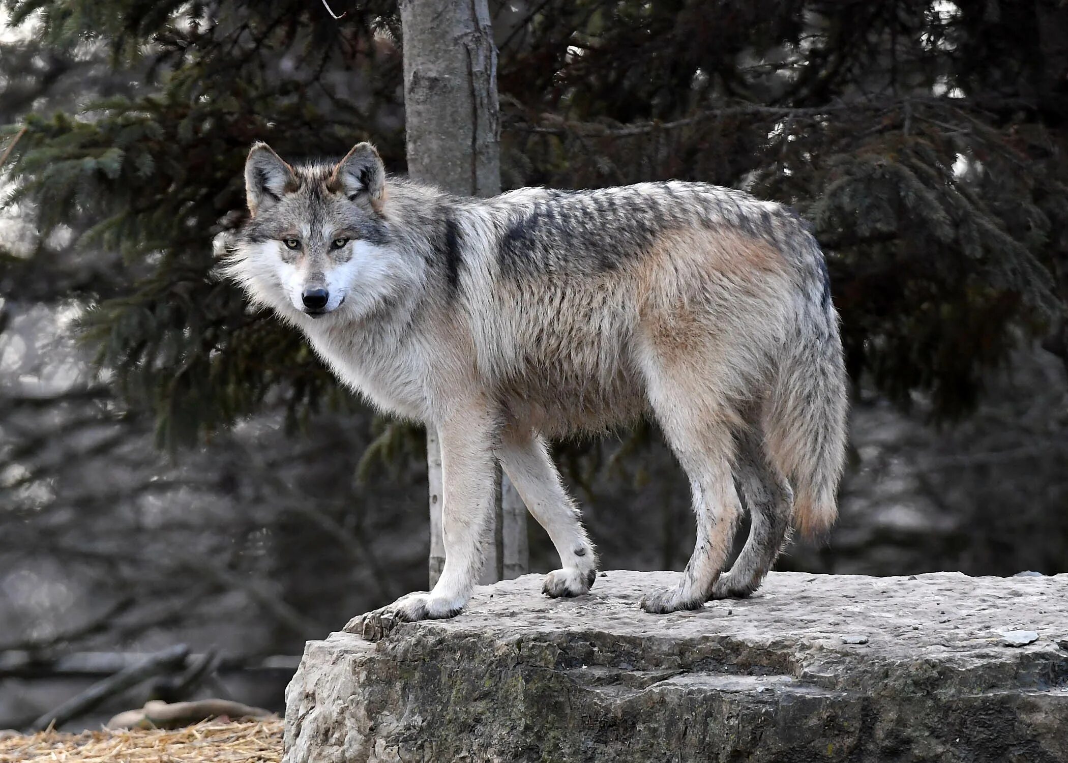 Русский вольф. Кенайский волк canis Lupus alces. Среднерусский Лесной волк. Волк серый обыкновенный. Тебердинский заповедник волки.