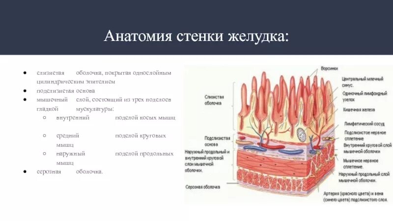 Слизистая оболочка подслизистая основа. Строение стенки желудка. Слизистая оболочка желудка. Слизистая оболочка желудка состоит из. Слизистая желудка состоит