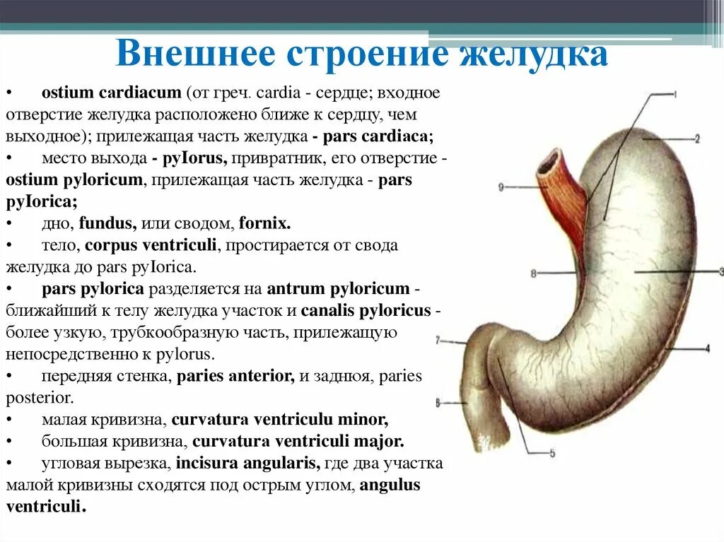 4 части желудка. Функции желудка анатомия. Отделы желудка анатомия латынь. Большая и малая кривизна желудка анатомия.