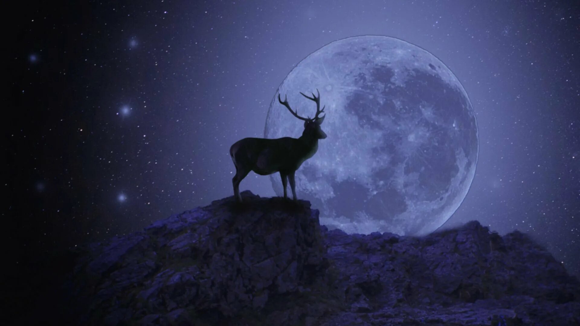 Какое животное облетело луну. Животные и звездное небо. Животные ночью. Луна и животные. Олень ночью.