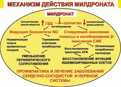 Милдронат польза и вред. Милдронат механизм действия. Механизм действия милдроната. Механизм действия мельдония. Милдронат механизм действия фармакология.