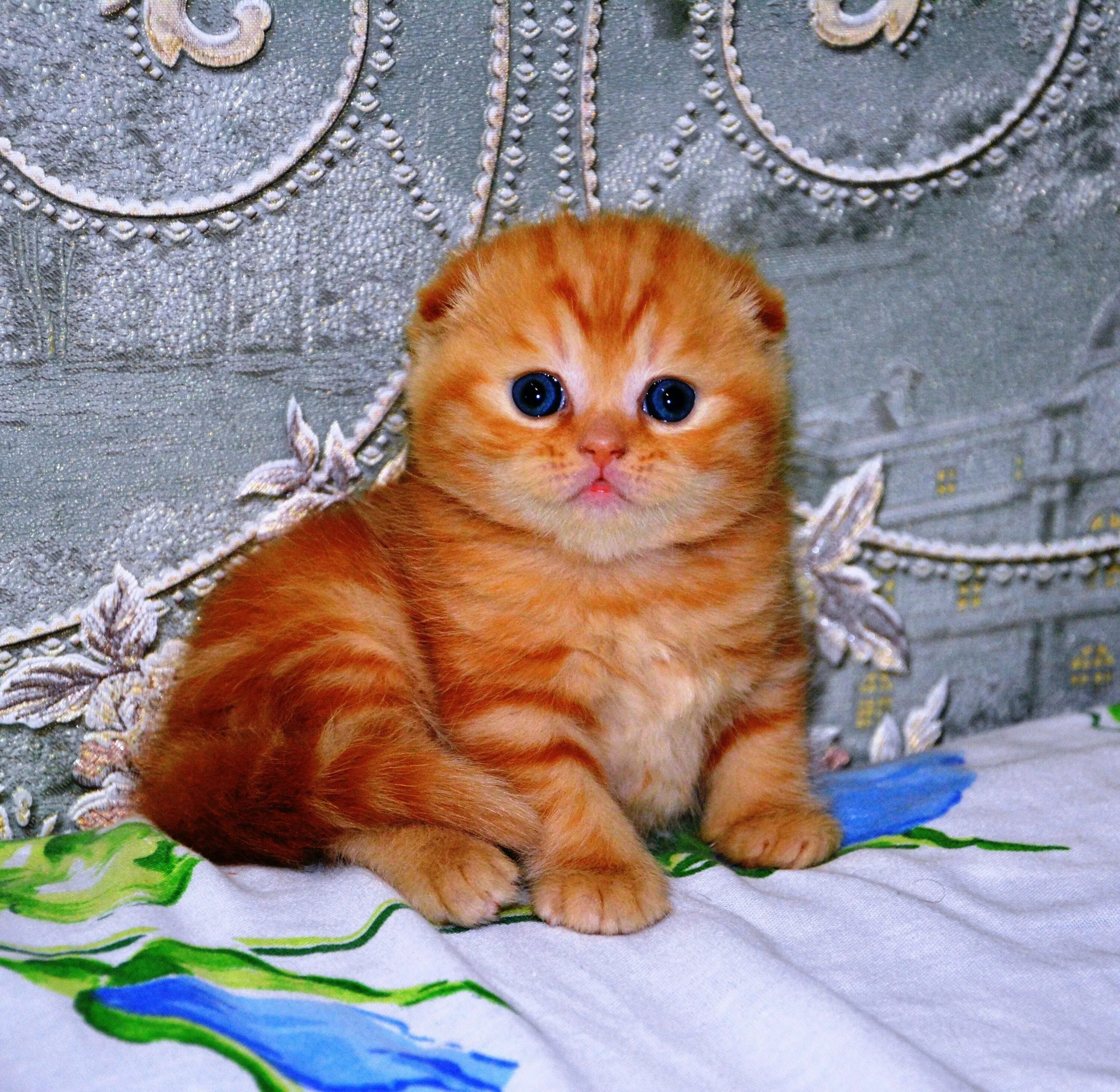 Недорого шотландские котята. Шотландский скоттиш фолд рыжий. Скоттиш-фолд Шотландская вислоухая рыжая. Вислоухий британец рыжий. Шотландский вислоухий кот рыжий.