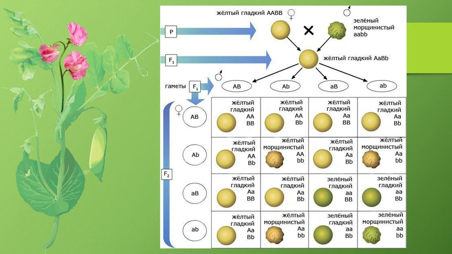 Законы Менделя биология 9 класс 1 закон. Грегор Мендель генетика горох. Грегор Мендель опыт с горохом. Законы Менделя третий закон биология 9 класс. Aabb aabb полное доминирование