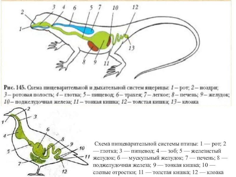 Пищеварительная система класса птиц. Схема пищеварительной и дыхательной систем ящерицы. Схема пищеварительной системы птицы. Схема строения органов пищеварения птицы. Схема пищеварительной системы голубя биология.