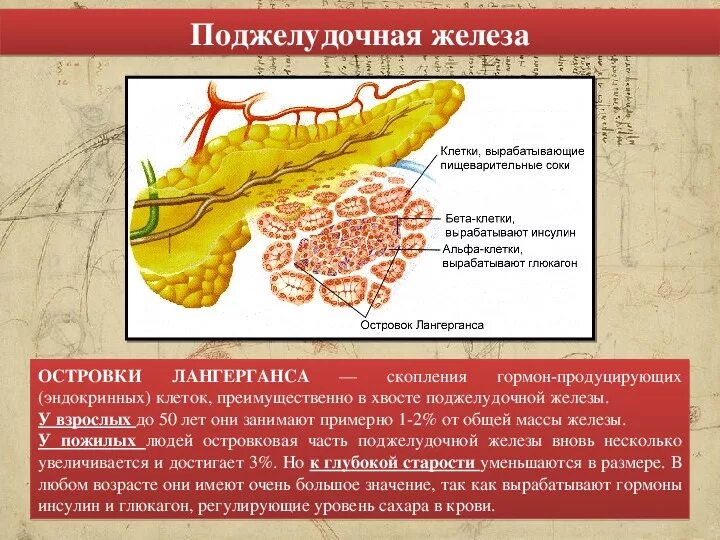 Железистые клетки печени вырабатывают. Альфа и бета клетки поджелудочной железы. Альфа клетки островков Лангерганса продуцируют. Гормон Альфа-клеток островков Лангерганса поджелудочной железы. Альфа клетки поджелудочной железы.