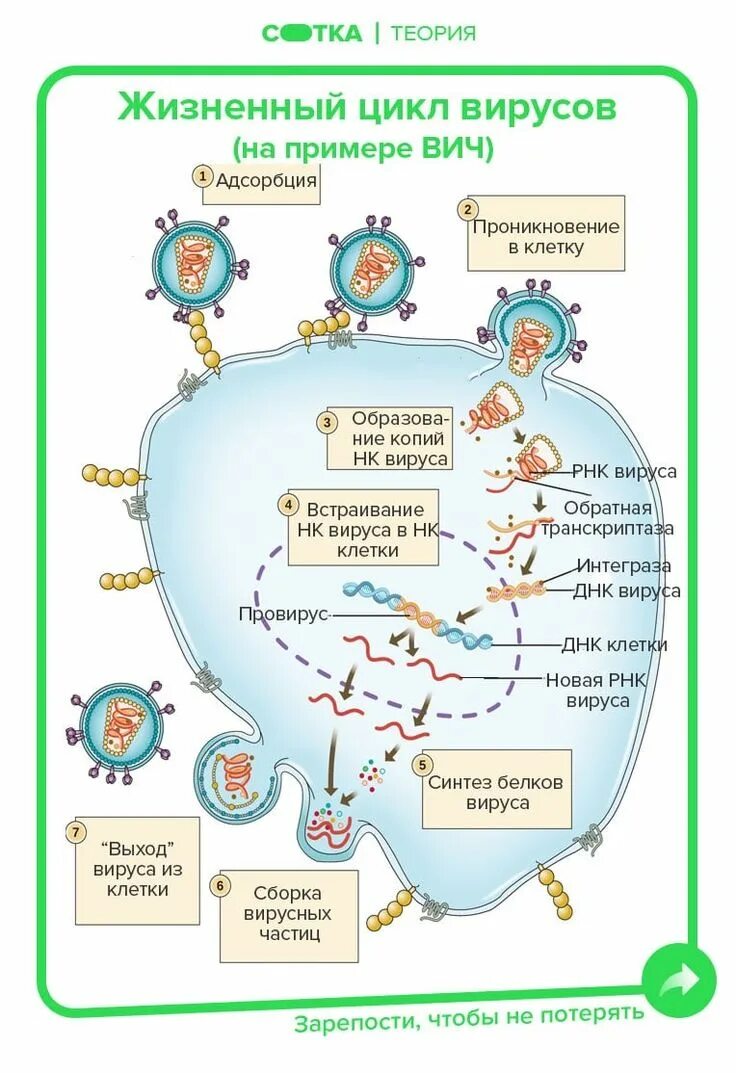 Жизненный цикл вируса. Жизненный цикл вируса схема. Жизненный цикл вируса гриппа. Жизненный цикл вируса ВИЧ.