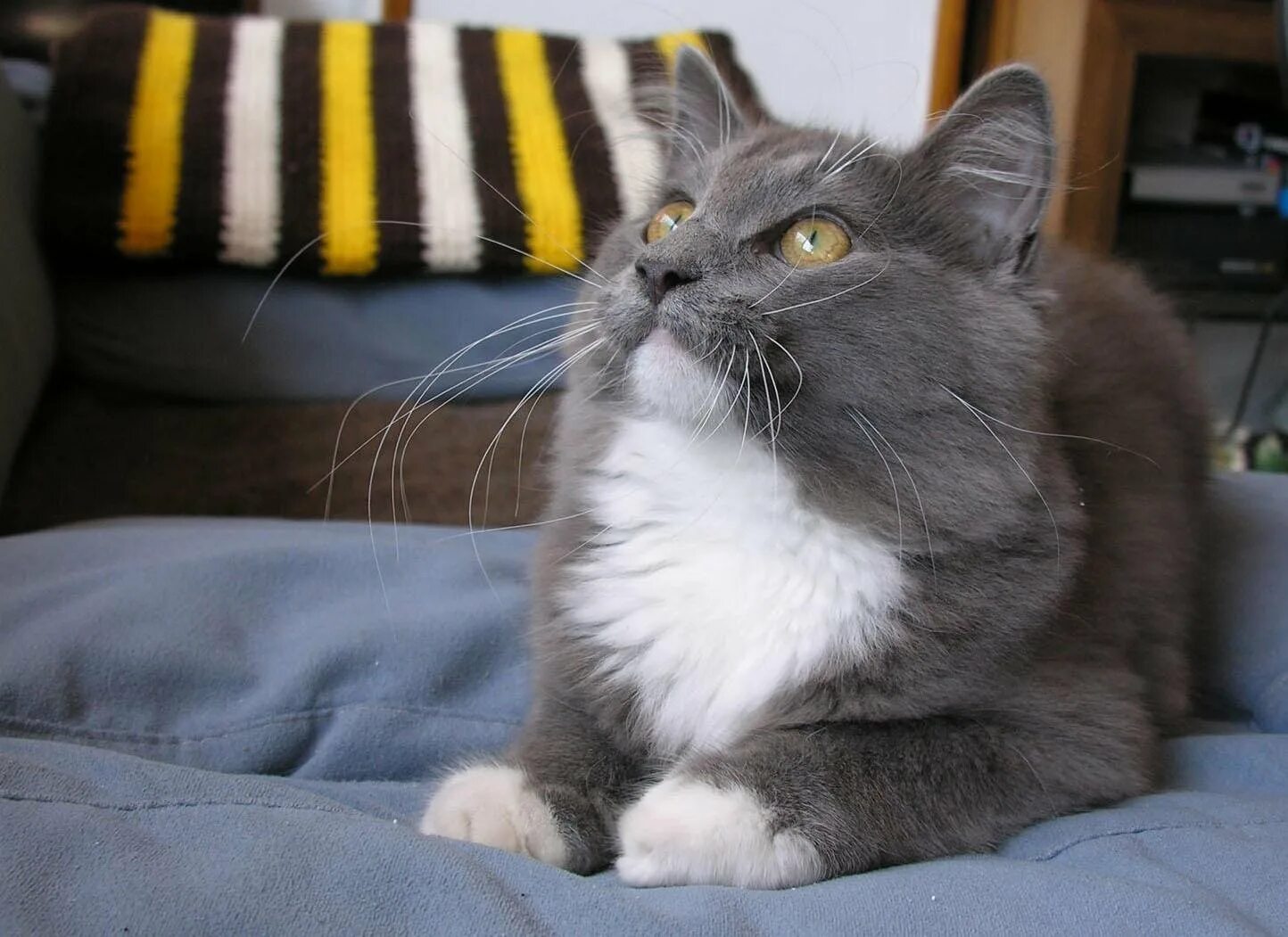 Коты с белыми лапками