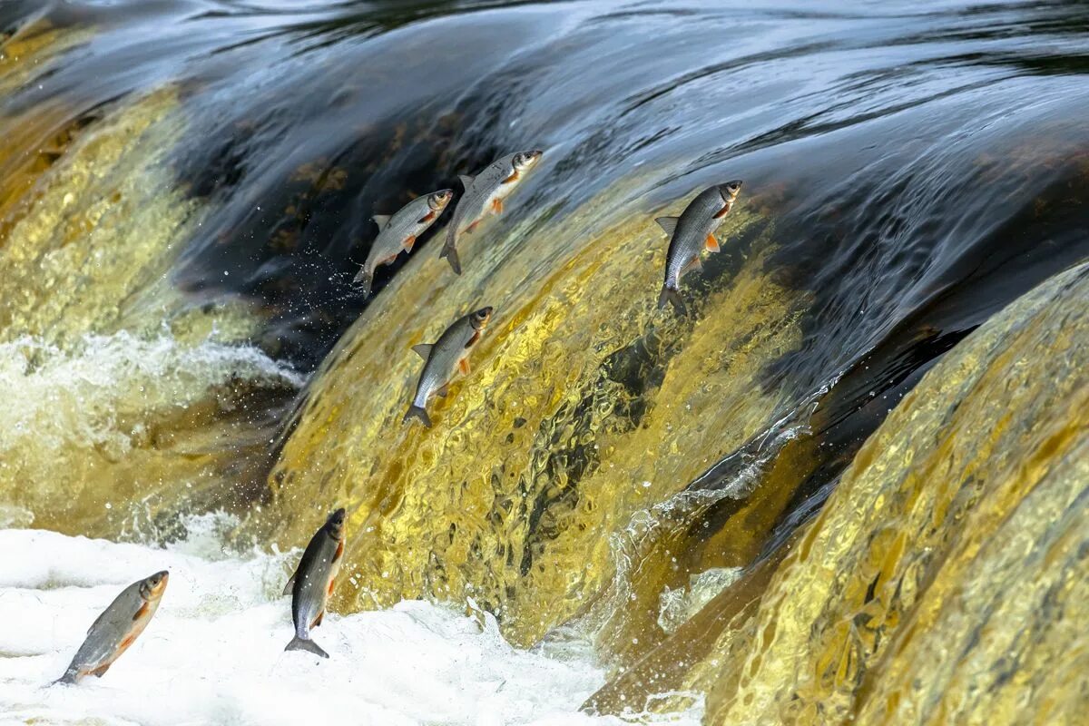 Рыба плотина. Нерест лосося на сахалине. Рыбоход на плотине. Рыбопропускные сооружения на гэс. Рыба плотина.