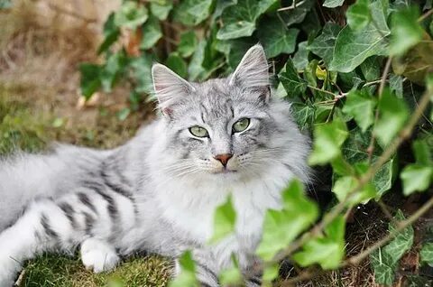 Silver cat