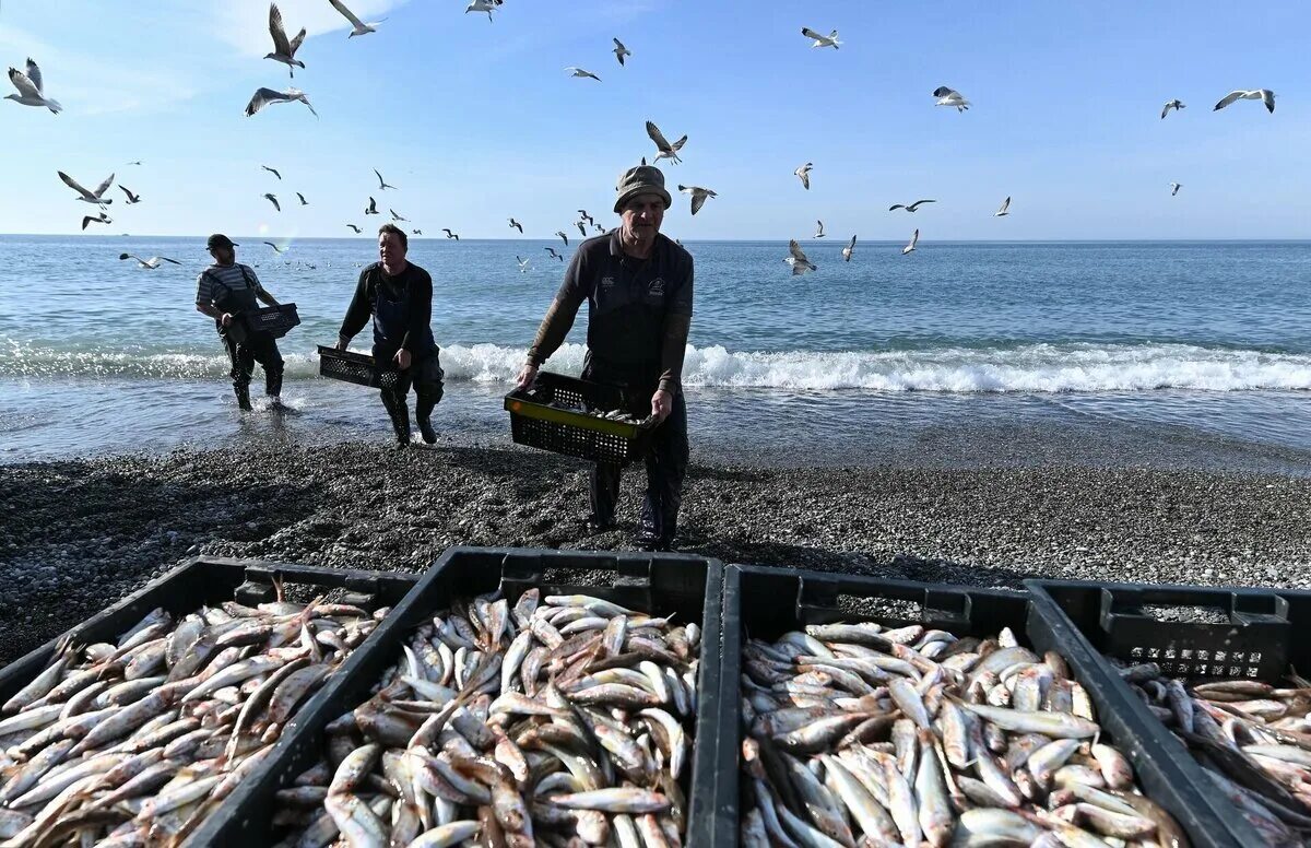 Что ждет рыб в марте 2024. Рыболовство в черном море. Лов рыбы в черном море. Промысел рыбы. Промысел рыбы в черном море.