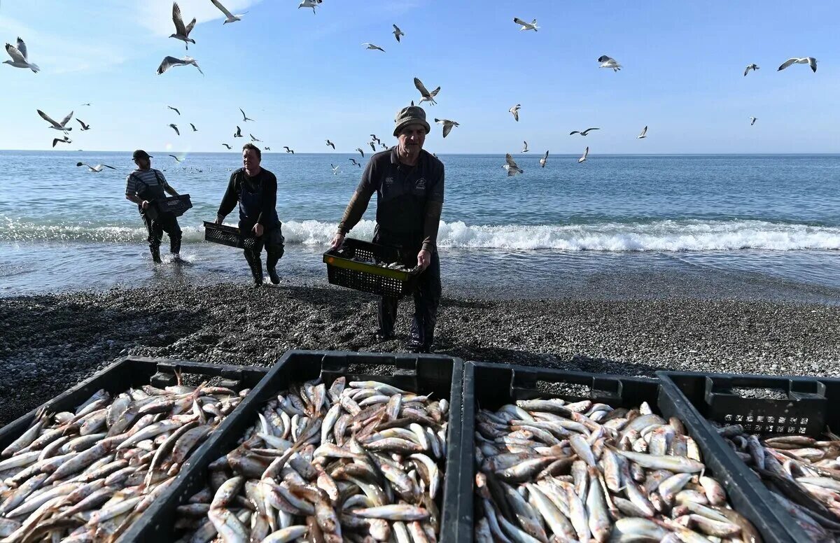 Рыболовство в черном море. Лов рыбы в черном море. Промысел рыбы. Промысел рыбы в черном море.