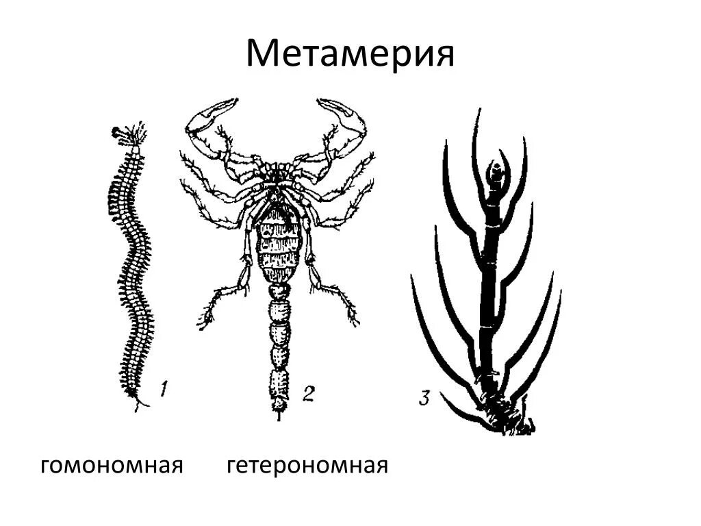 Метамерное строение тела. Метамерное строение тела