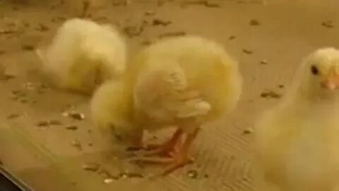 Включи видео цыпленка
