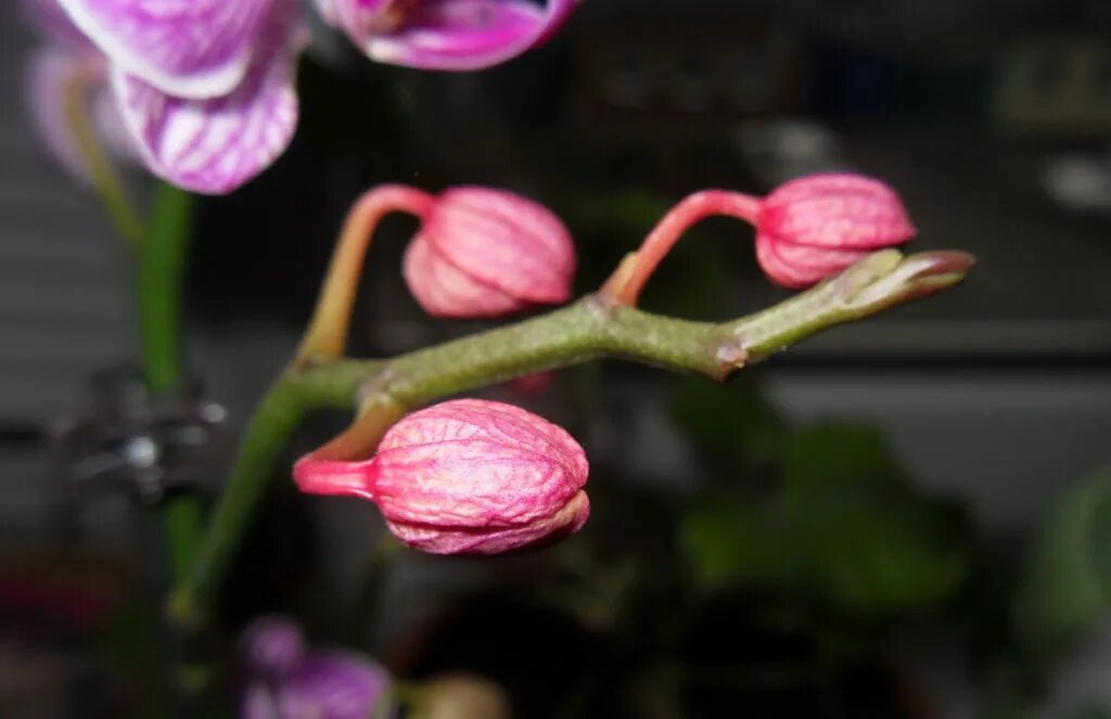 Цветение орхидеи бутон. Опадают цветки орхидеи. Бутоны фаленопсиса. Орхидея фаленопсис завядающее. Бутон орхидеи.