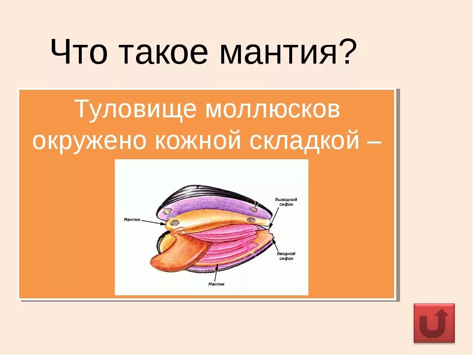 Тип моллюски полость тела. Мантия у моллюсков. Тело моллюсков покрыто кожной складкой. Мантия и мантийная полость. Мантия моллюсков это кожная складка.