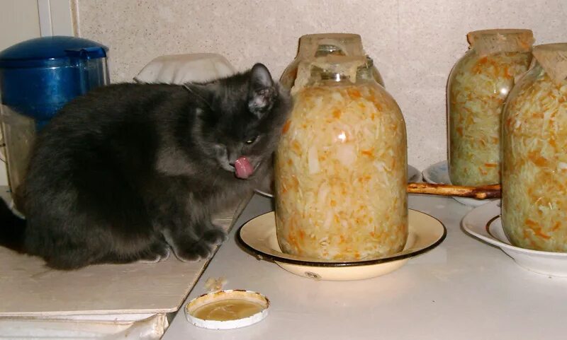 Кот в капусте. Кот и квашеная капуста. котик и квашенная капуста. кот ест квашеную капусту. кот квасит капусту ..юмор.
