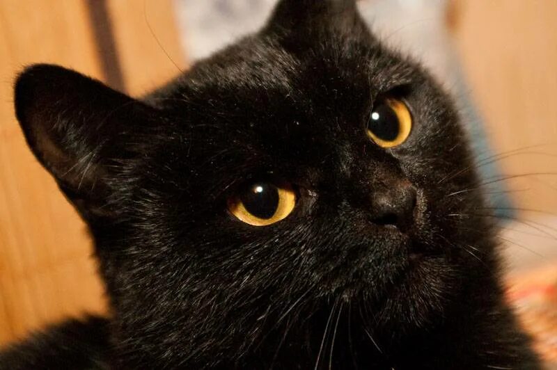Черные коты. Черный домашний кот. Черная кошка домашняя. Красивая черная кошка.