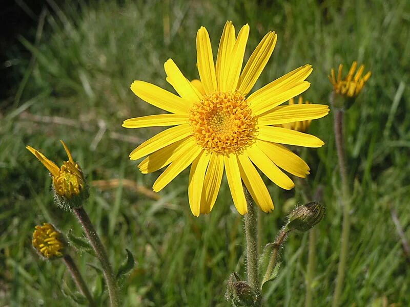 Arnica montana. Осот ползучий. H. Многолистник луговой. Растения которые растут возле дома.