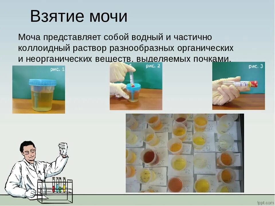 Можно мочу ставить в холодильник. Взятие мочи для лабораторных исследований. Взятие мочи кала для лабораторного исследования. Методика взятия мочи для лабораторного исследования. Анализ мочи лаборатория.