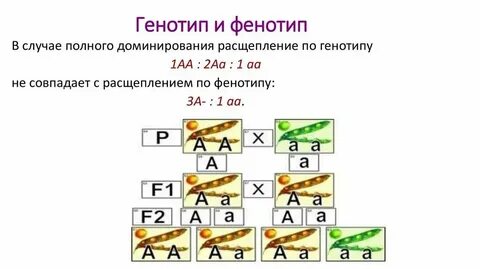 Случайное изменение генотипа это
